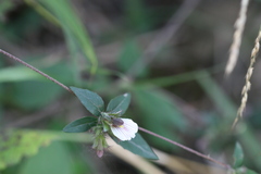 Blepharis maderaspatensis